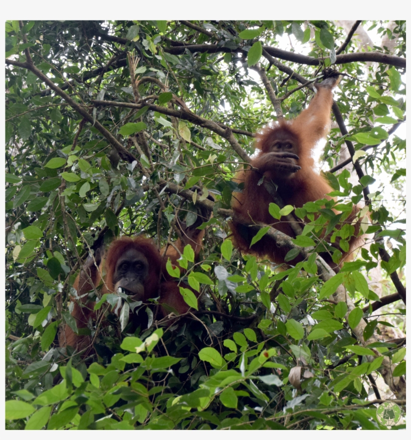 Prev - Orangutan, transparent png download