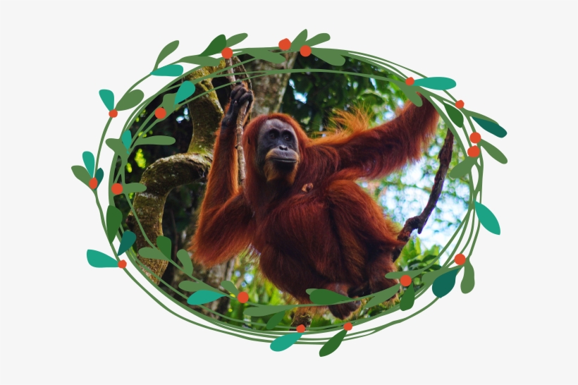 Orangutan, transparent png download