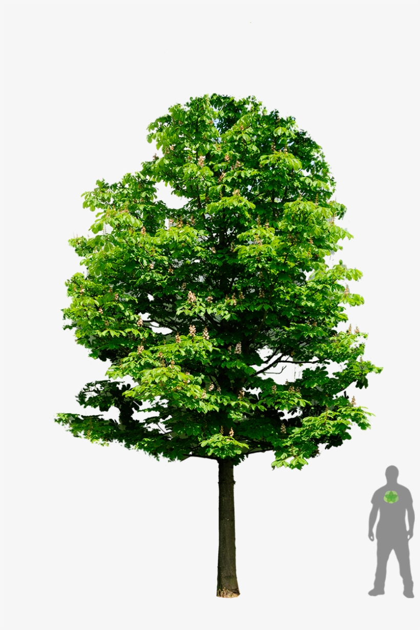 Aesculus Hippocastanum - Christmas Tree, transparent png download