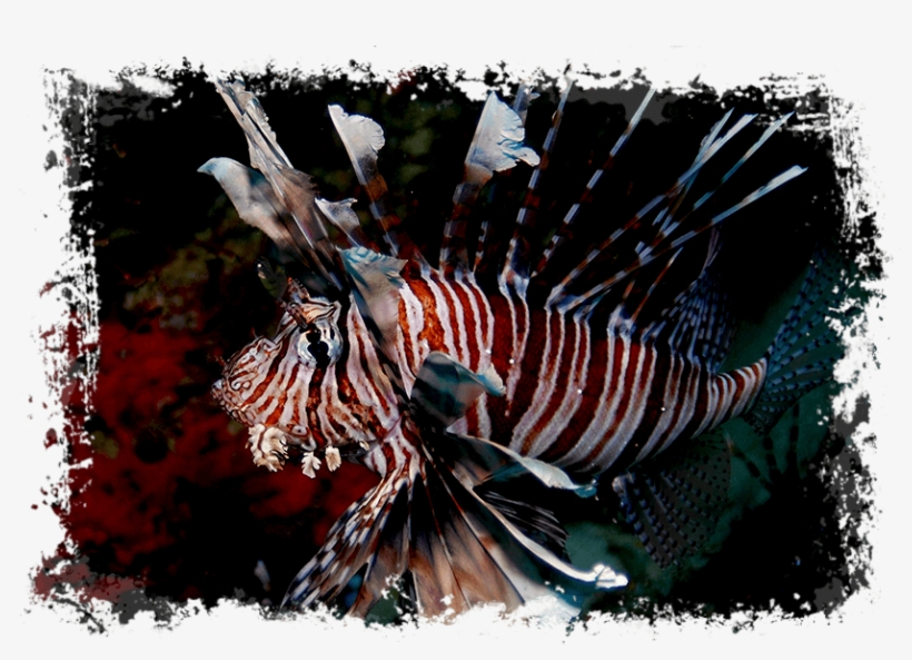 Maldives - Diving - Jetblade Maldives, transparent png download