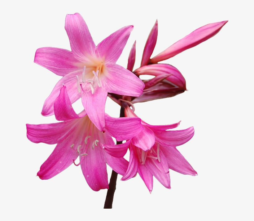 Azalea Flower Clipart - Amaryllis Flower Png, transparent png download