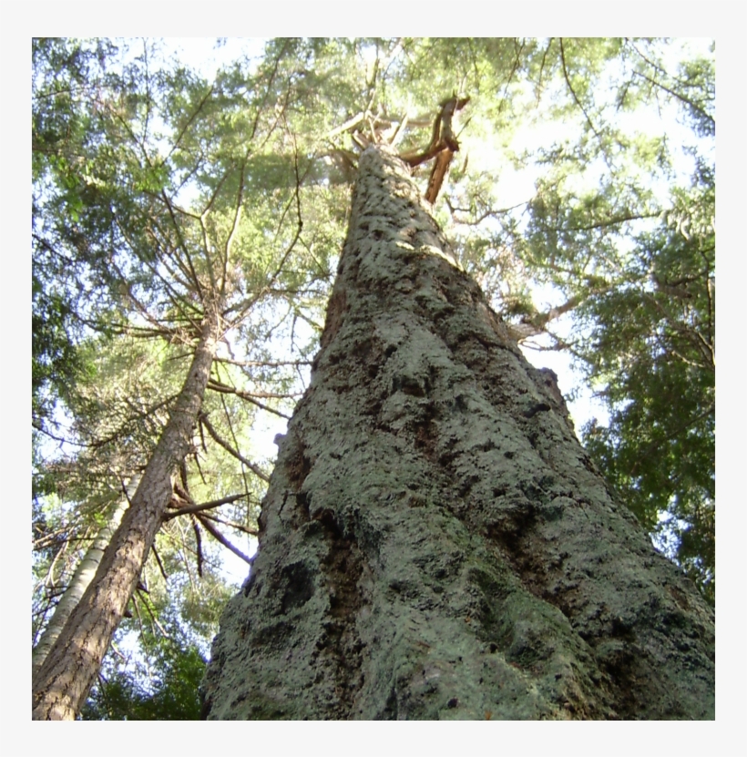Doug Fir - Redwood, transparent png download