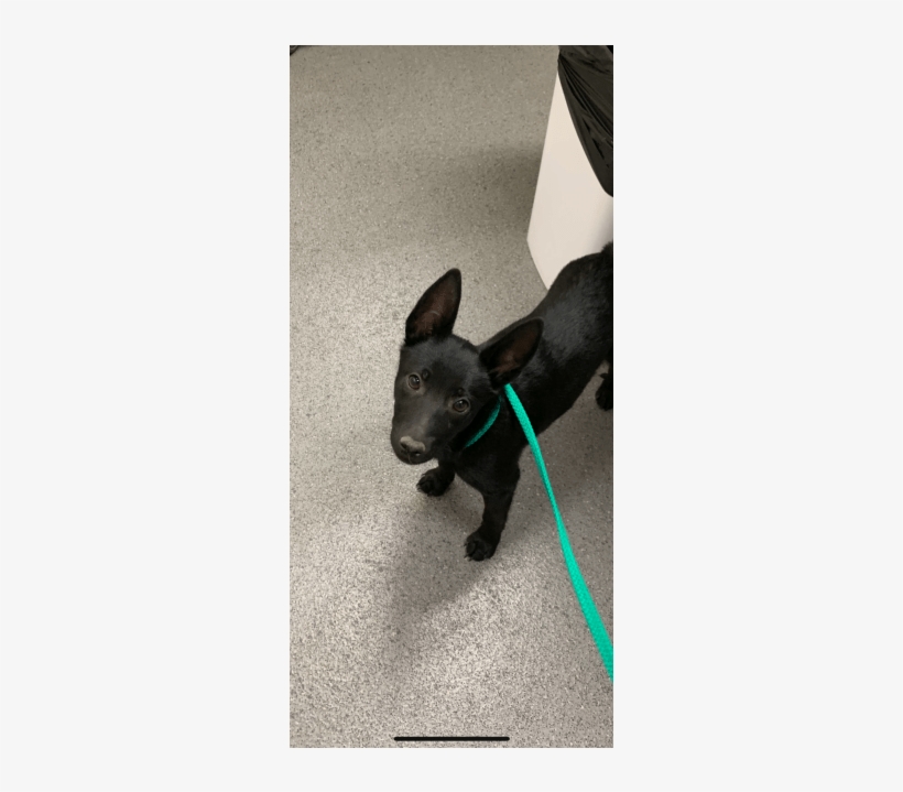 Photo Of Bruce Wayne - Formosan Mountain Dog, transparent png download