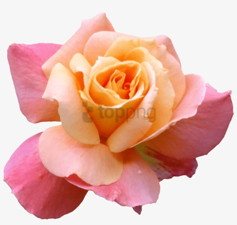 Free Png Transparent Flower Tumblr Png Image With Transparent - Transparent Pictures Of Flowers, transparent png download