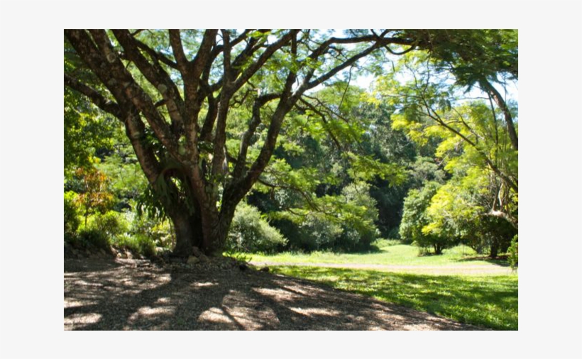 Beautiful Old Wooden House In Tropical Setting - Grove, transparent png download