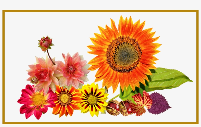 Marvelous Garden Autumn Sun Flower Colours For Sunflower - Aid Mawlid Nabawi, transparent png download