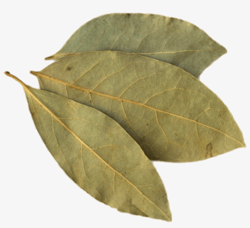 Polyvore Niche Moodboard Aesthetic Tumblr Freetoedit - Bay Leaf In Hindi, transparent png download