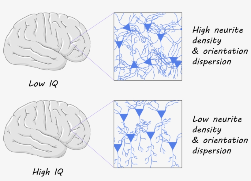 They Found That Neurite Density Was Negatively Correlated - Diagram, transparent png download
