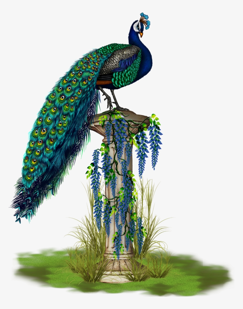 #mq #blue #peacock #bird #birds, transparent png download