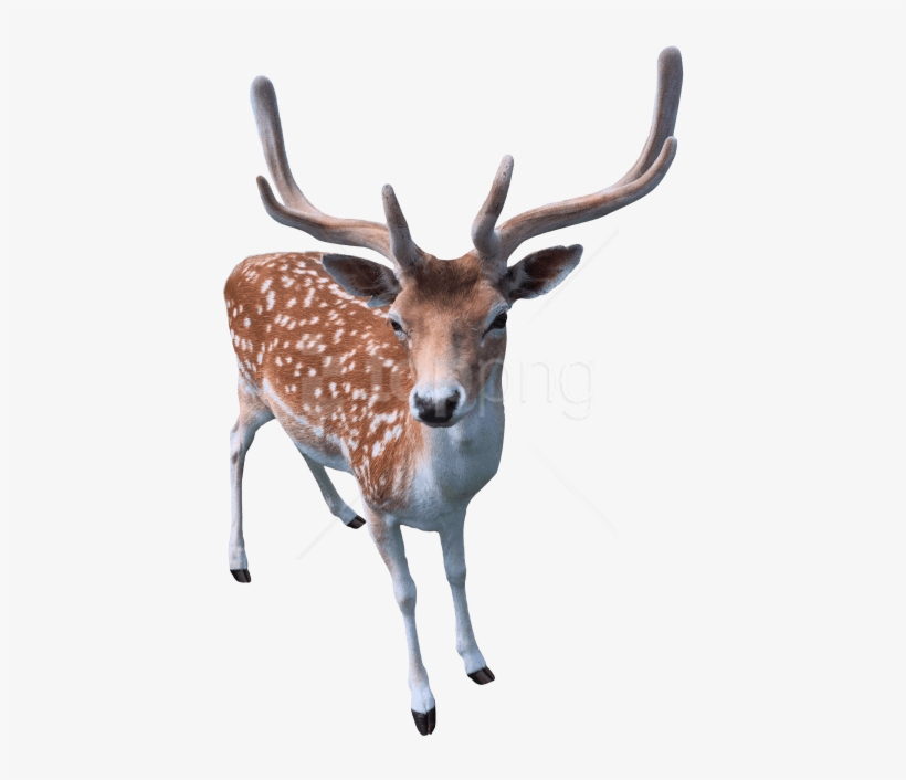 Download Deer Png Images Background - Png Deer, transparent png download