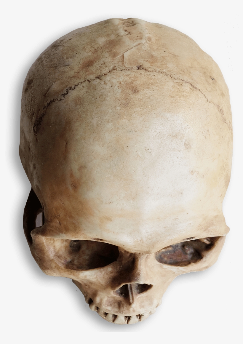 Skull Heart Png - Skull, transparent png download