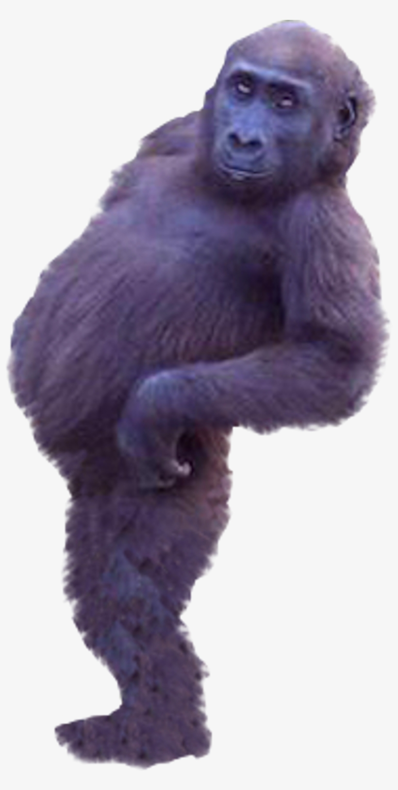 Western Gorilla Common Chimpanzee - Monkey Photoshop, transparent png download