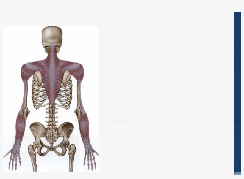 The Arm Lines - Anatomy Trains Arm Lines, transparent png download