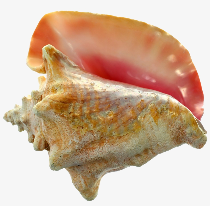 Sea Conch For Sale, transparent png download