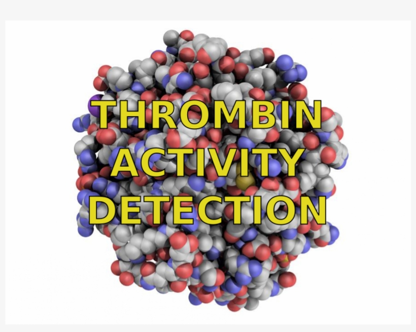 Thrombin - Seedless Fruit, transparent png download