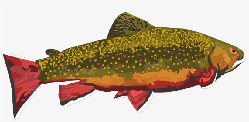 Shark, transparent png download