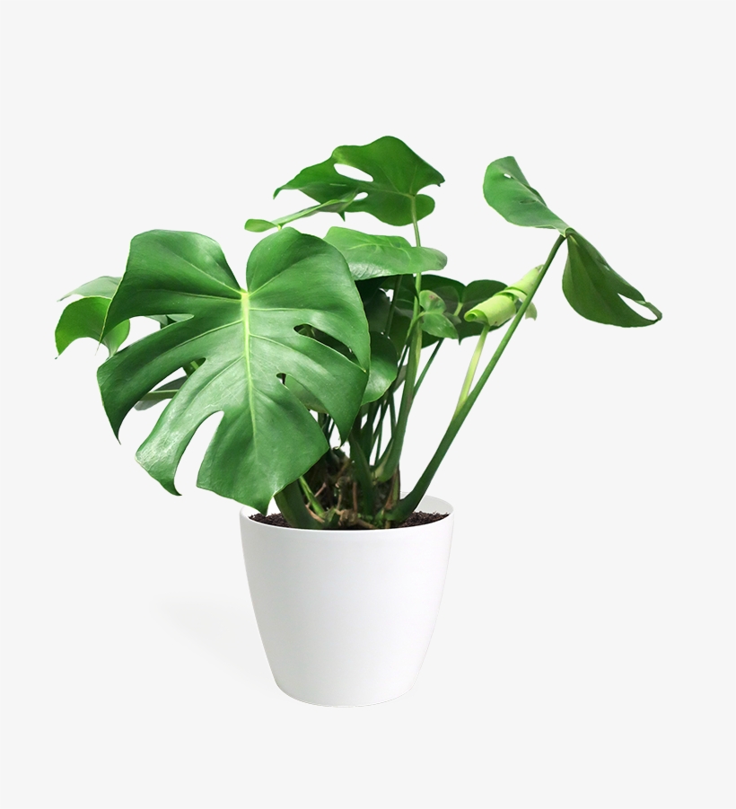 Monstera Deliciosa Medium - Swiss Cheese Plant Png, transparent png download