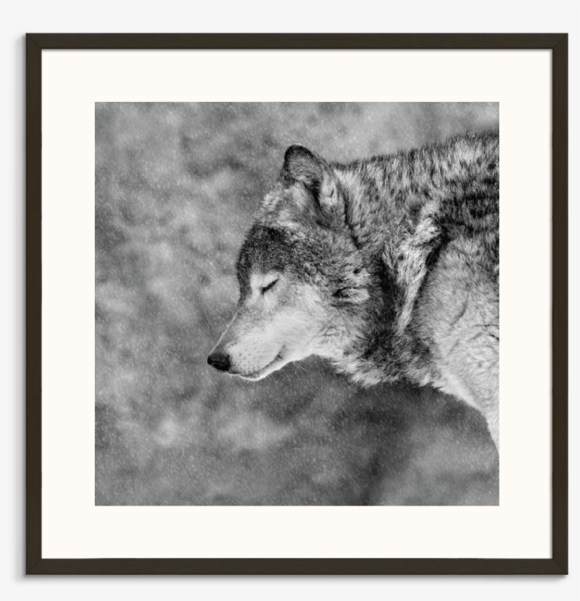 Wolf, transparent png download