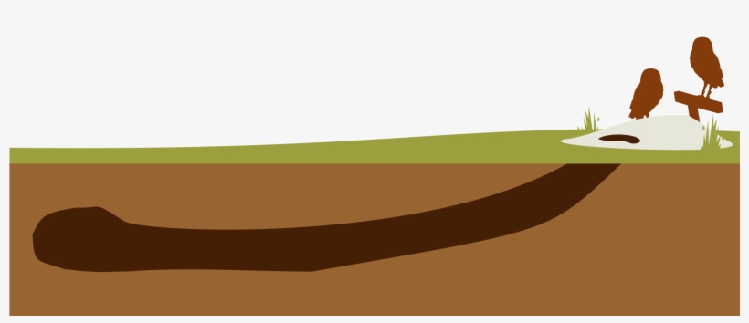 Outside Nesting Season, Burrowing Owls Seek Shelter - Illustration, transparent png download