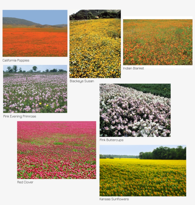 I Look Forward To Seeing And Sharing Your Images Of - Field, transparent png download