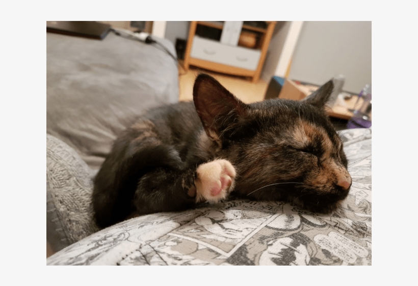 Photo Of Tori Meet Me At Neko Hq In Preston - Domestic Short-haired Cat, transparent png download