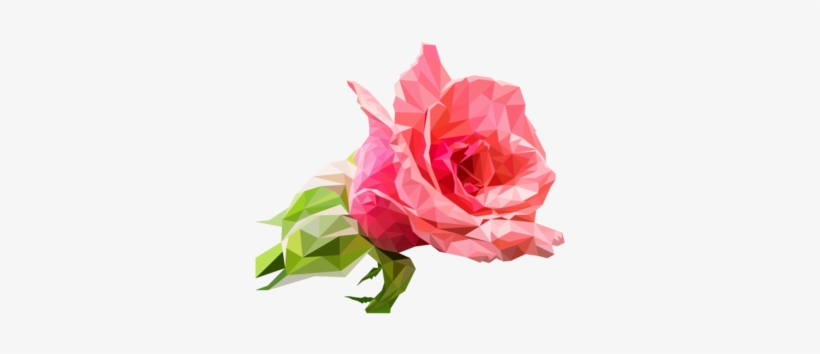 Garden Roses Drawing Cabbage Rose Cut Flowers - Garden Roses, transparent png download