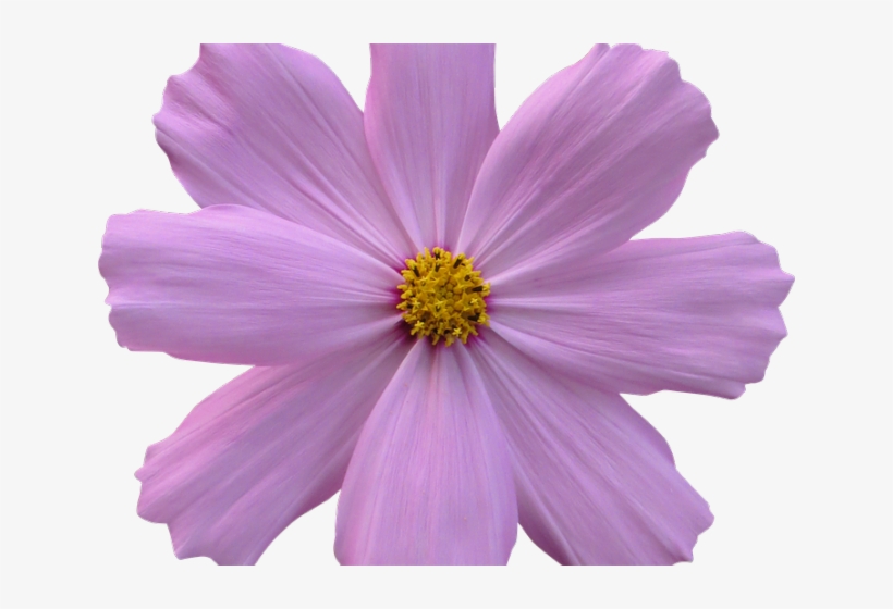 Cosmos Clipart Flower Garden - Draw A Cosmos Atrosanguineus, transparent png download