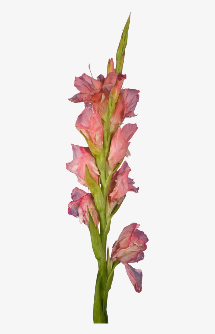 Orange Gladiolus - Gladiolus, transparent png download
