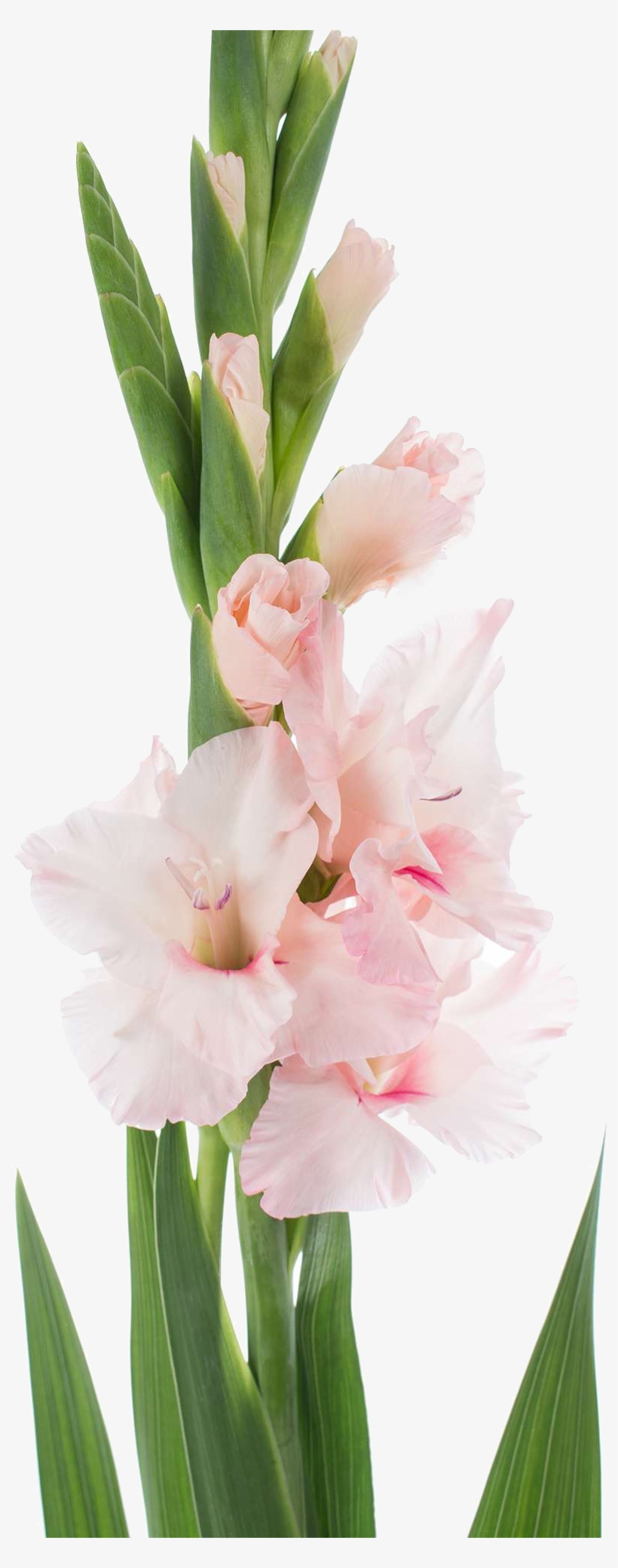 Gladiolus, transparent png download