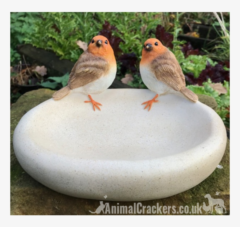 Robin Bird Bath/feeder - European Robin, transparent png download