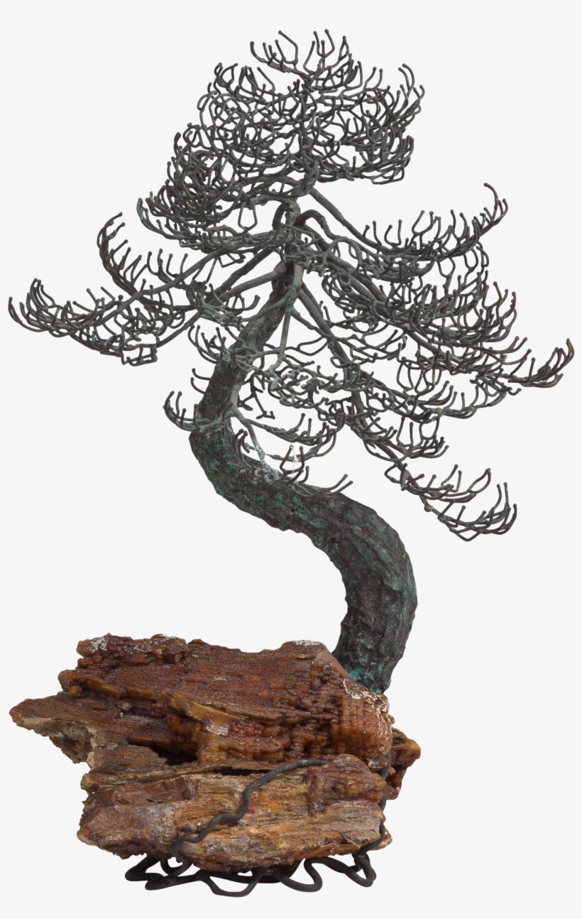 Graphic Black And White Library A Superb Bronze Tree - Jack Pine, transparent png download