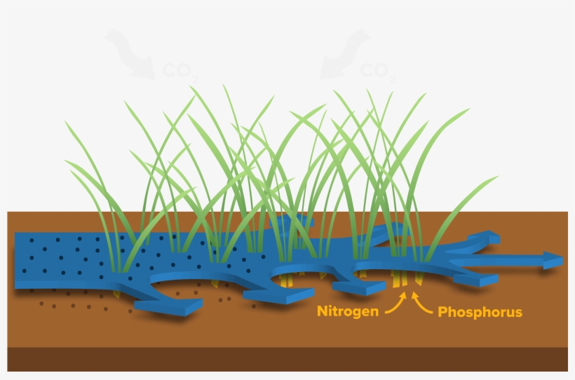 Wetlands Water Pollution Plants Nutrient Png Wetlands - Grass, transparent png download