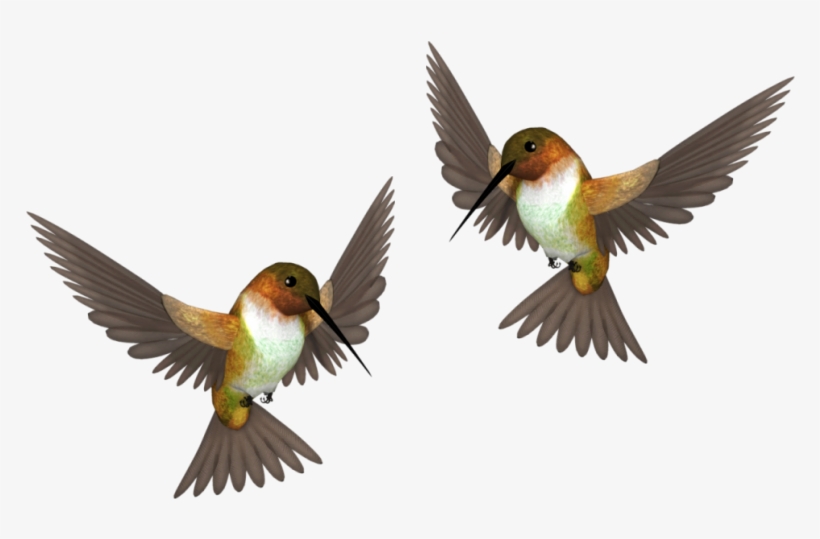 Funny Card With Bird Own Hands - Colorful Hummingbird, transparent png download