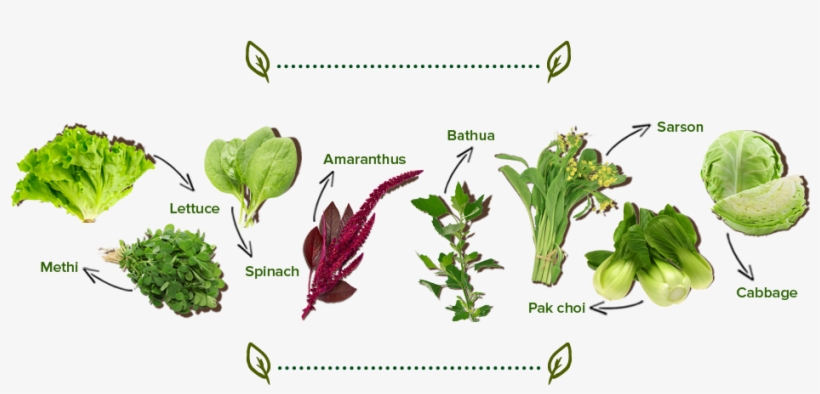 Try Watching This Video On Www - Leaf Vegetable, transparent png download