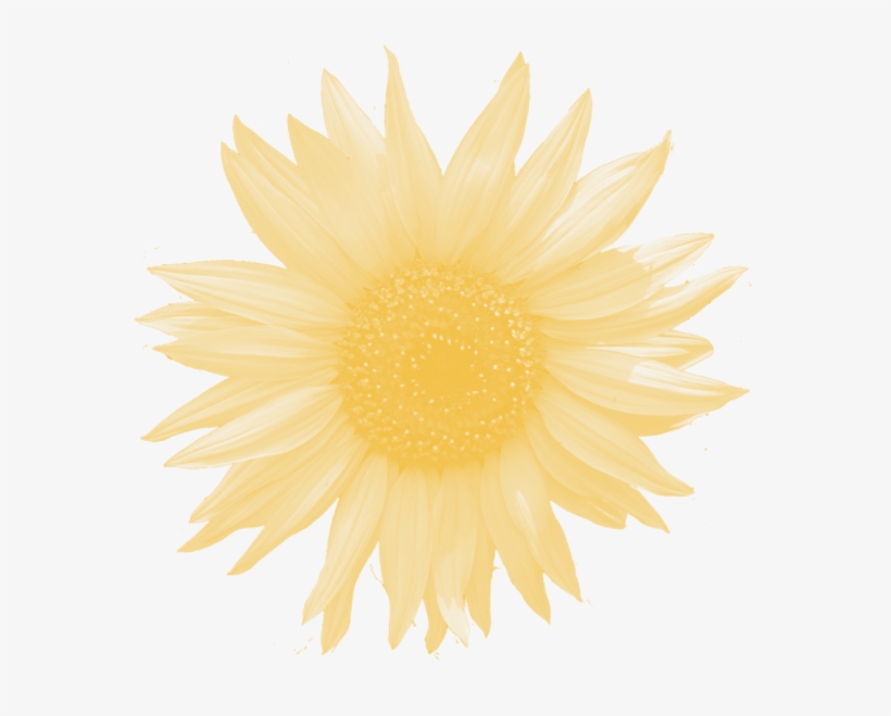 Daisy Oak Photo - Aqua Flower, transparent png download