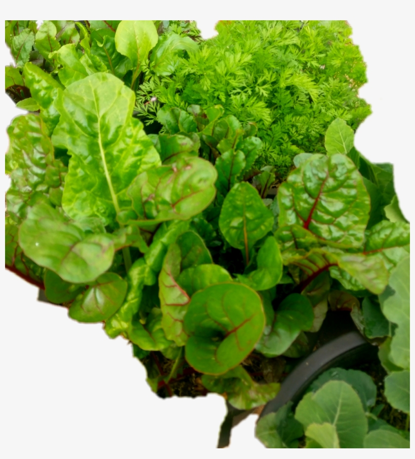 #vegetable Plants#vegetables - Chard, transparent png download