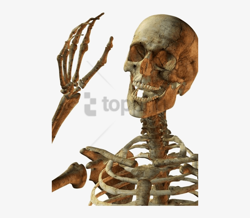 Free Png Download Hello Skeleton Png Images Background - Skeleton Png, transparent png download