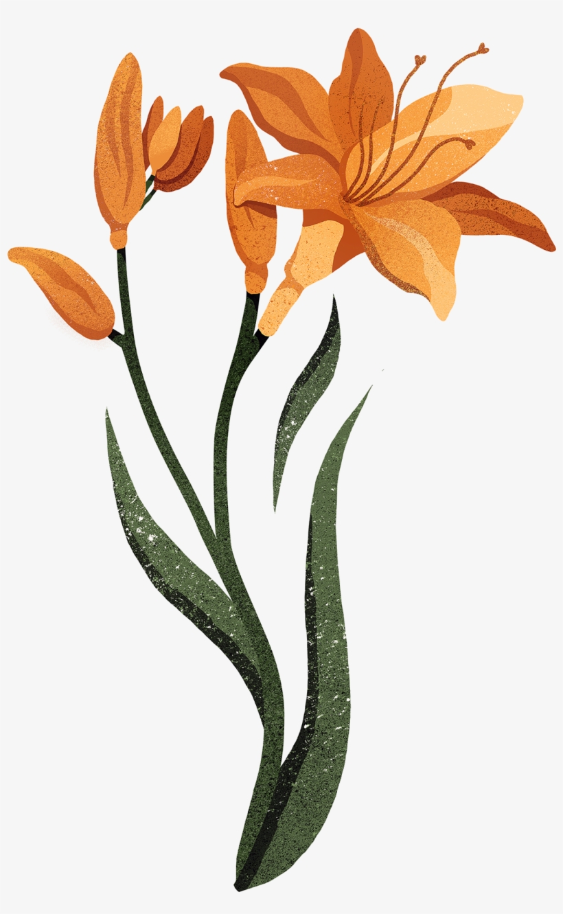 Save To Collection - Orange Lily, transparent png download