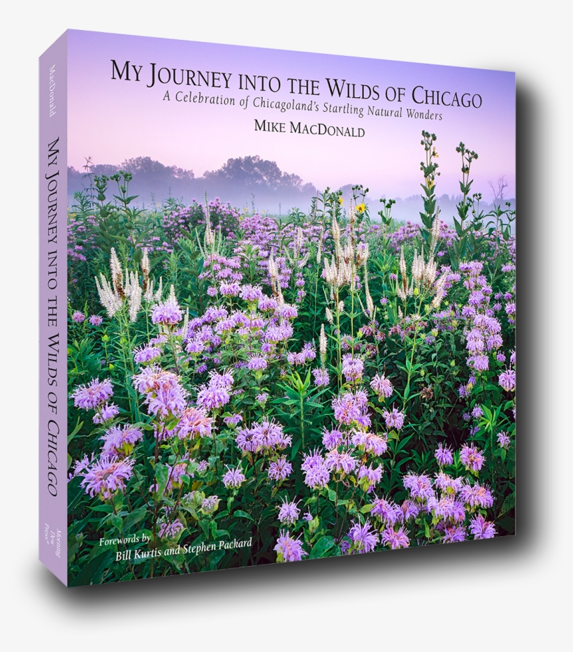 My Journey Into The Wilds Of Chicago A Celebration - Mike Mcdonald Journey Into The Wilds Chicago, transparent png download