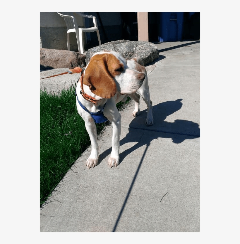 This Is Bolas, A - Beagle-harrier, transparent png download