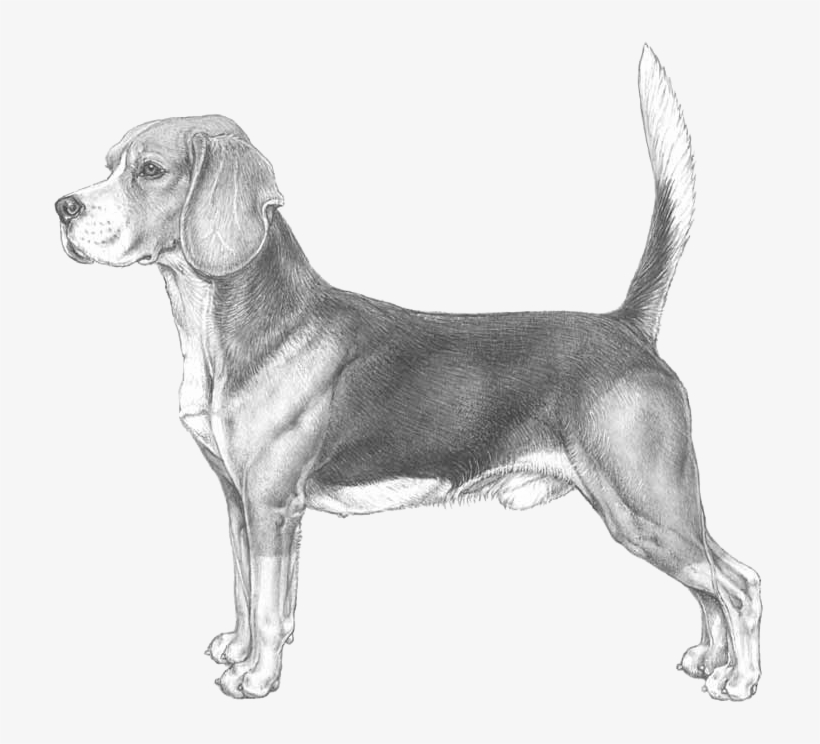 Beagle - Beagle Con I Bimbi, transparent png download