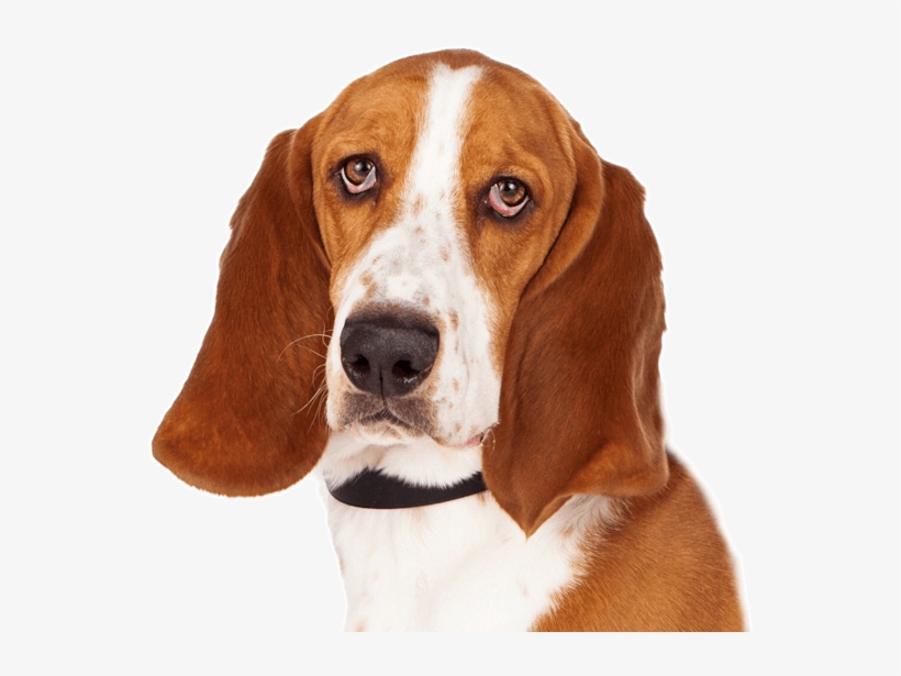 Basset Hound - Harrier, transparent png download