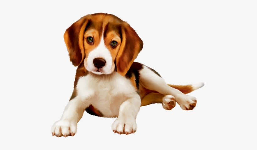 Shutterstock 230361022 [преобразованный] - Beagle Harrier Tricks Training Beagle Harrier Tricks, transparent png download