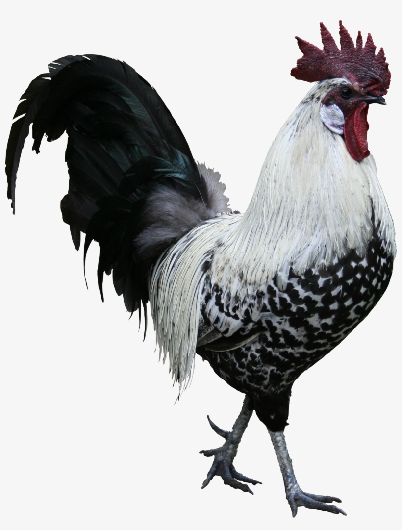 Rooster Png Textures - Rooster Png, transparent png download