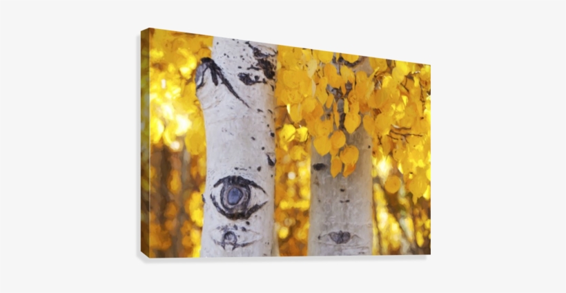 Aspen Trees With Golden Yellow Leaves Lit With Bright, - Aspen Trees, transparent png download