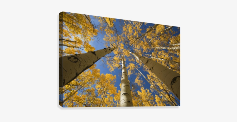 Colorado, Near Steamboat Springs, Buffalo Pass, Yellow - Posterazzi Colorado Near Steamboat Springs Buffalo, transparent png download