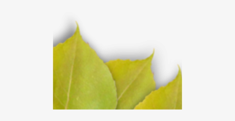 Quaking Aspen - Aspen Alps Condominiums, transparent png download