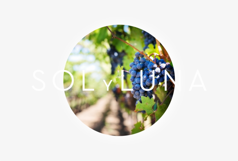 Background Hd Vineyard, transparent png download