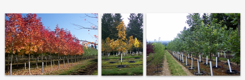 Ornamental Shade Trees - Maple, transparent png download