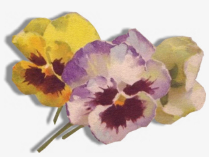 You Can Copy These Images To Your Hard Drive In The - Pansy, transparent png download